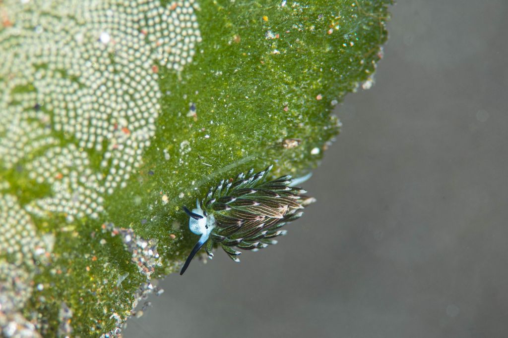 nudibranche